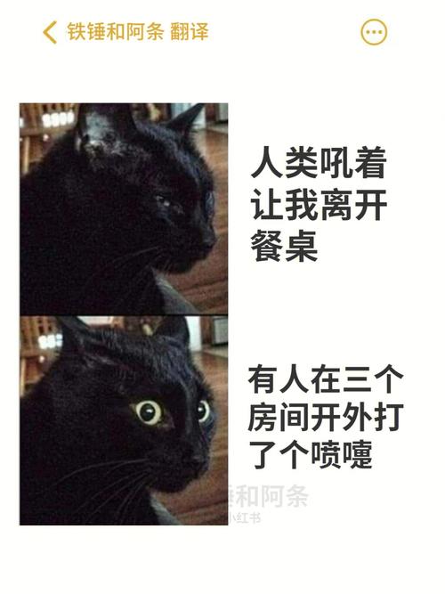 好奇心害死猫幽默回复？（幽默拒绝养猫的人）