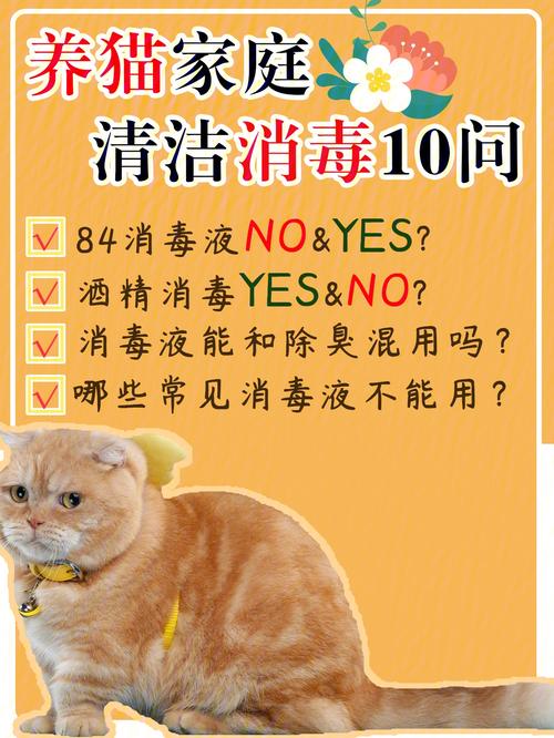 养猫室内用什么消毒好？（养猫用杀菌吗）