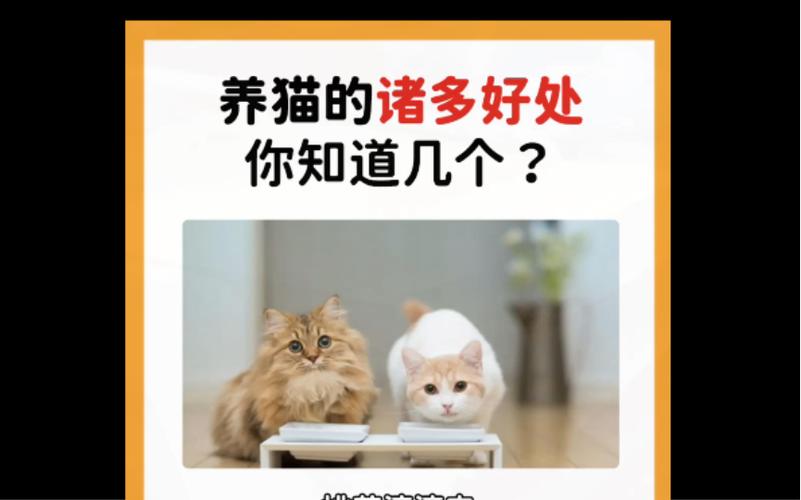 养猫的坏处？（养猫后有哪些危害）