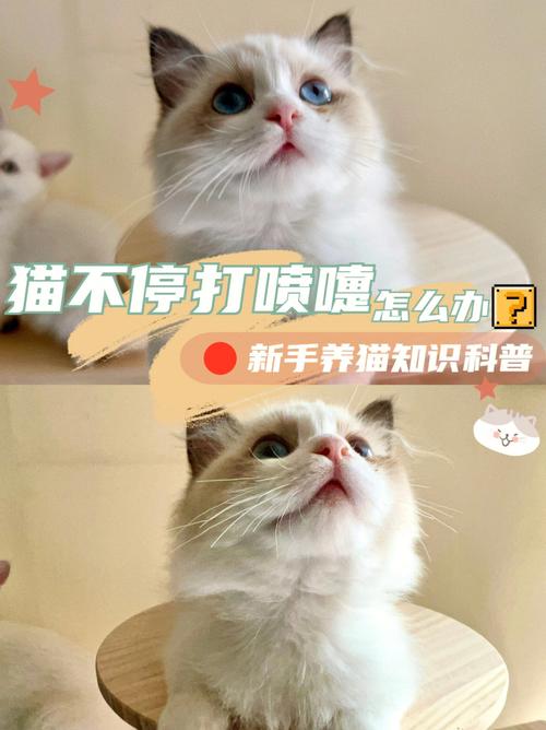 对猫咪的毛毛过敏，总是打喷嚏。可是又很喜欢养猫，该怎么办呢？（怎么缓解养猫过敏）