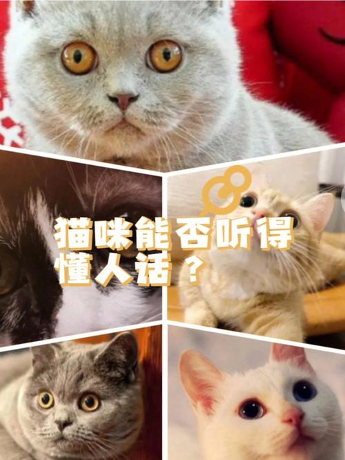 为什么有时候猫咪的叫声很像说人话？（小伙养猫说人话）