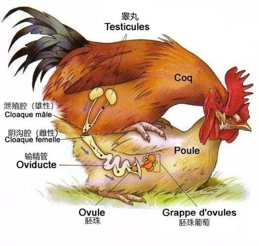 鸡是如何交配的，不交配的母鸡能下蛋吗？（散养猫怎么配种）