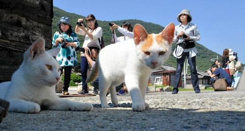 为什么猫在日本有崇高的地位？（日本养猫拍摄现场）