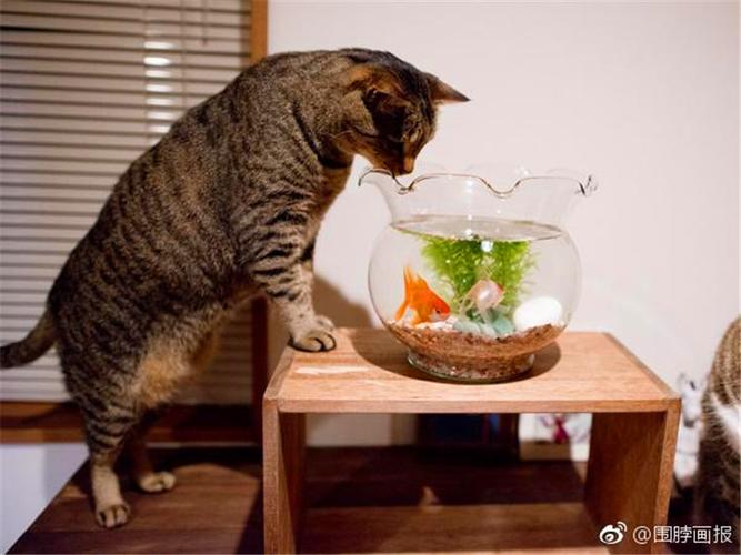 老法养鱼的家里能养猫吗？（养鱼养花养猫图片）