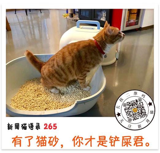 古代养猫没有猫砂怎么办？（养猫废猫砂）