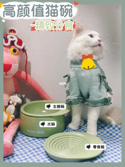 kittyyoyo哪里生产（养猫相关培训机构）