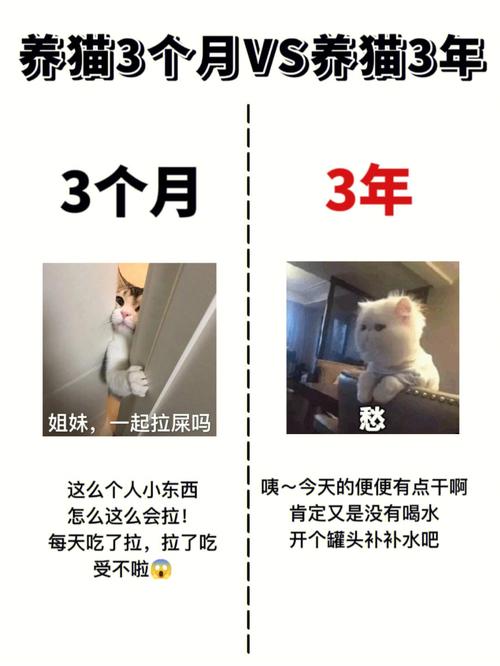 养猫后会经常说的话？（拒绝养猫说说心情）