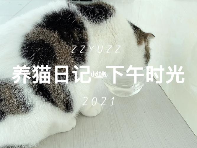 养宠物猫的感悟？（读养猫日记感想）