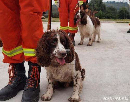 普通消防队有搜救犬吗？（部队上都养狗）