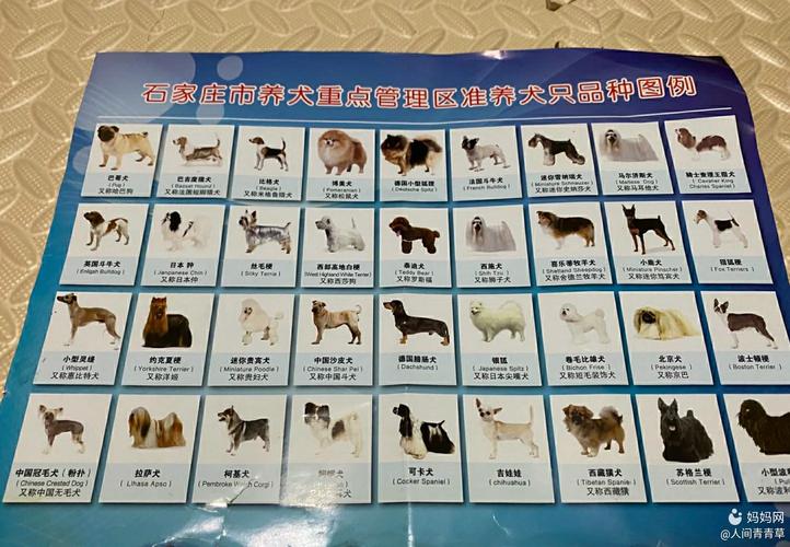 石家庄养犬品种名单？（大白熊养狗）