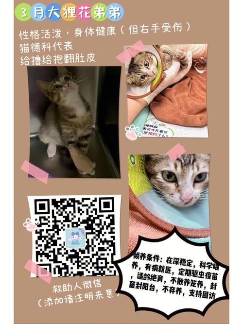 深圳办猫证需要什么资料？（深圳同城领养猫）