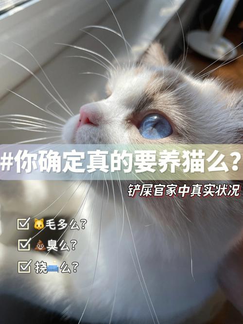 怎么瞒着父母偷偷养猫？（你家人养猫了吗）