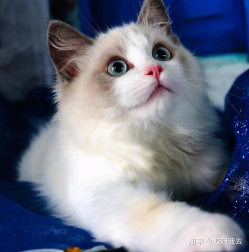 新手可以养多大布偶猫？（体型小怎么养猫）