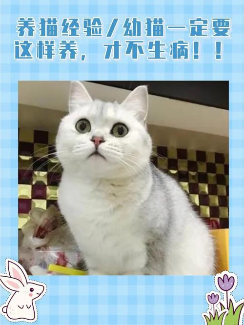 养了一年的猫不想养了怎么办？（私人养猫怎么养）