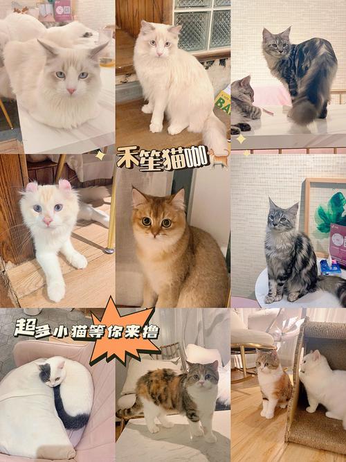 猫咖什么时候创建的？（开端里养猫的人）