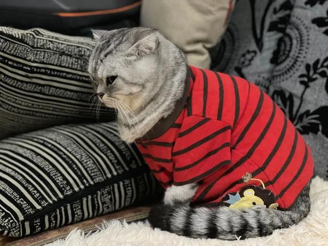 南方猫咪需要穿衣服吗？（南方小伙爱养猫）