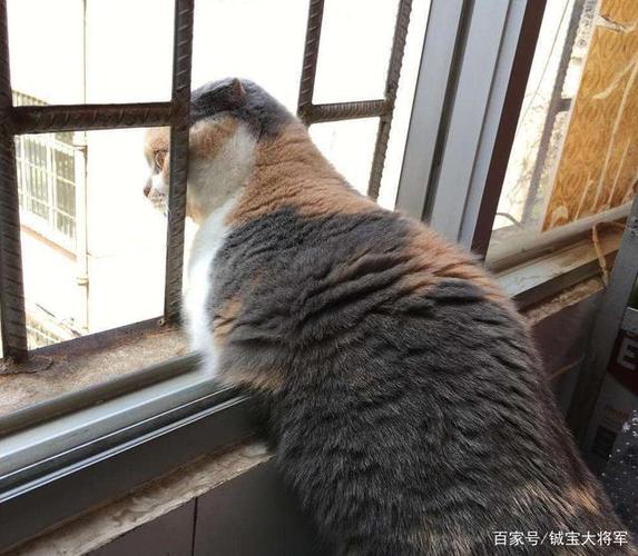 我家住三楼能养小猫吗?怎么出去玩耍？（平房顶怎么养猫）