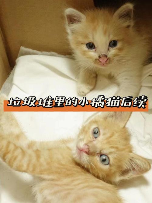 猫不想养了可以送到哪？（小猫丢了怎么养猫）