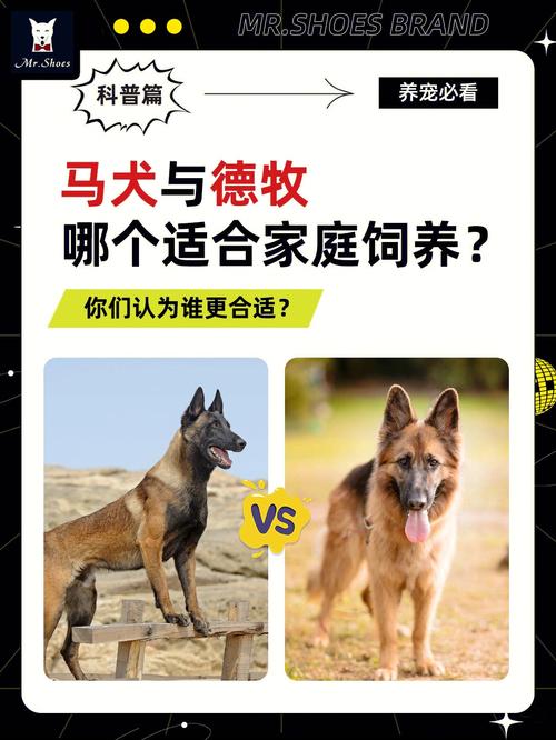 马犬和德牧那个更适合不会养狗的人养？那个更贵的，那个花销少？（马犬养狗了）