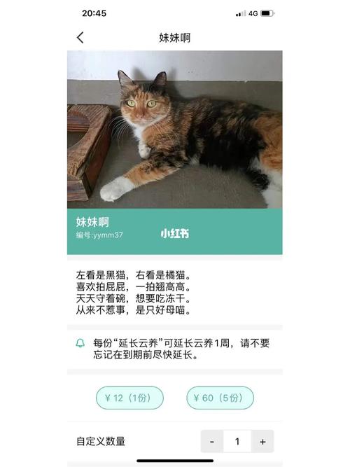 会飞的一只猫好词？（云养猫的好词）