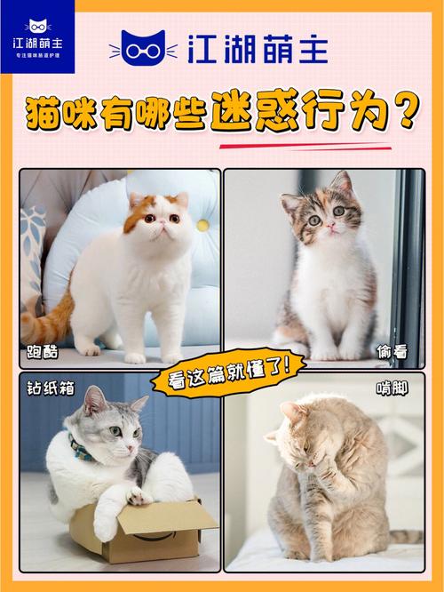 推猫APP真的赚到钱吗？资金源长久吗？（帮人养猫咪软件）