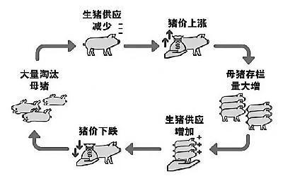 猪肉周期一般是多久？（生猪饲养周期简介）