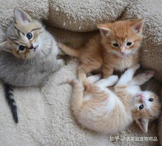 家里有小孩适合养猫吗？（如果小孩要养猫）