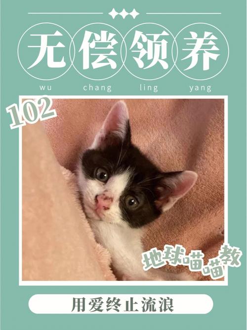 病猫不想养了怎么办？（领养猫怎么发帖）