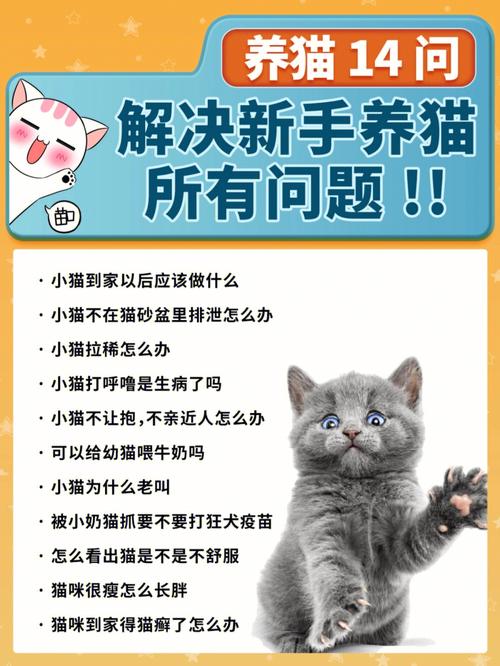 养猫秘诀？（生活中怎样养猫）