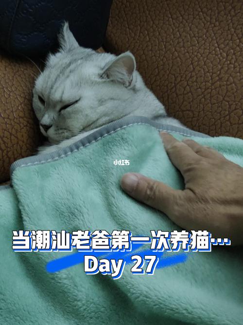 老人冬天不睡爱脱衣服不盖被子怎么办？（老人养猫天冷了）