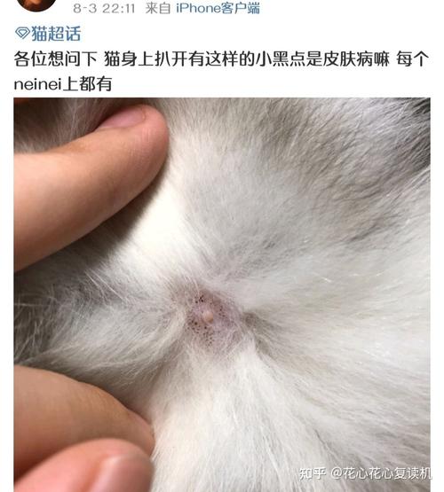 养猫的人需定期做啥检查？（养猫 毛囊炎）