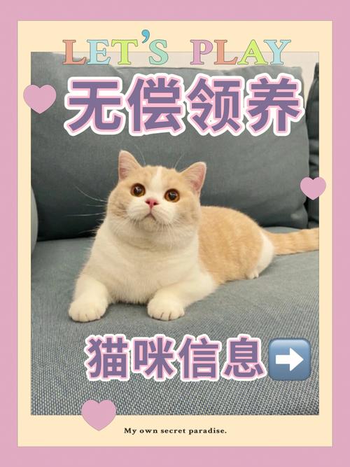 组队养猫如何人气过万？（快手无偿领养猫）