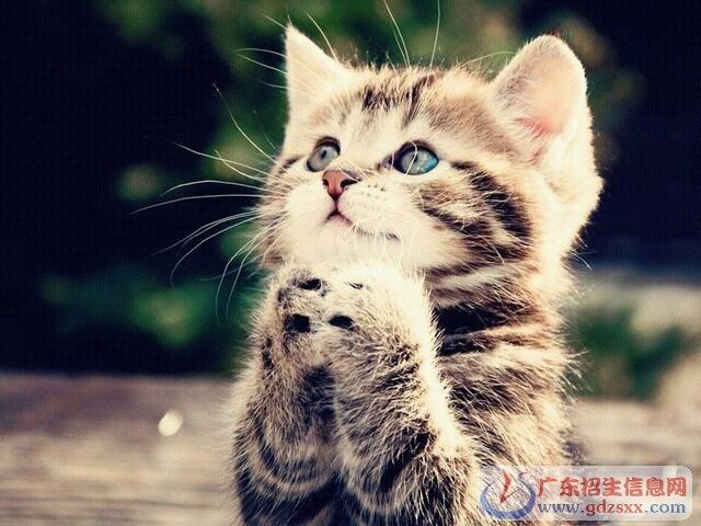 七年级下册《猫》三只猫给了我们什么启示？（养猫的人生启迪）