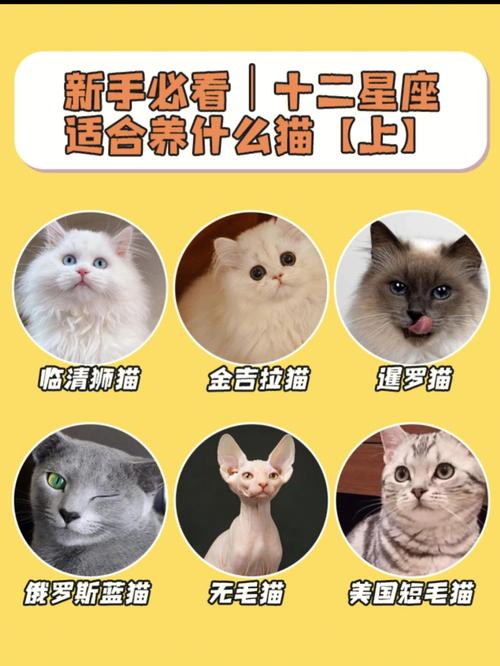 喜欢猫的女孩是什么性格？（12星座谁养猫）