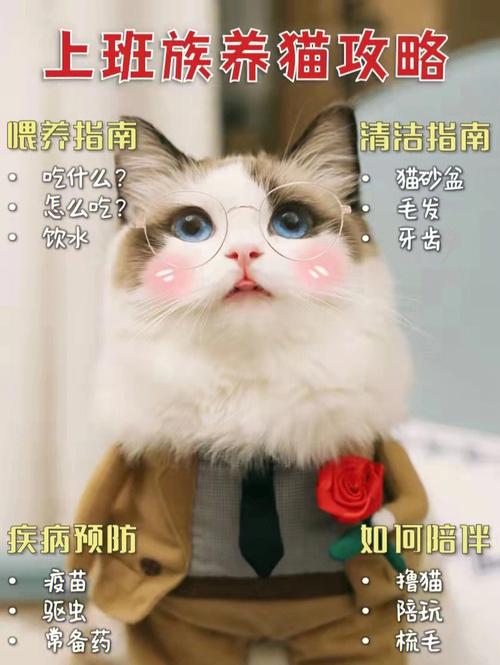 上班族如何养猫？（怎么养猫电影解说）