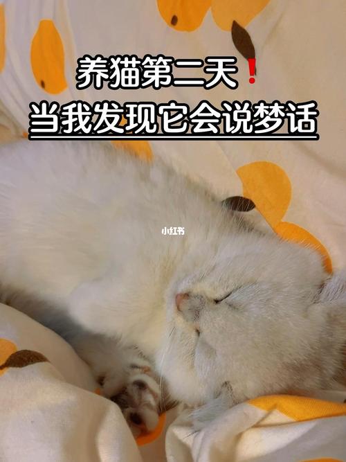 猫会做梦会“说梦话”吗？（梦见自己养猫说话）