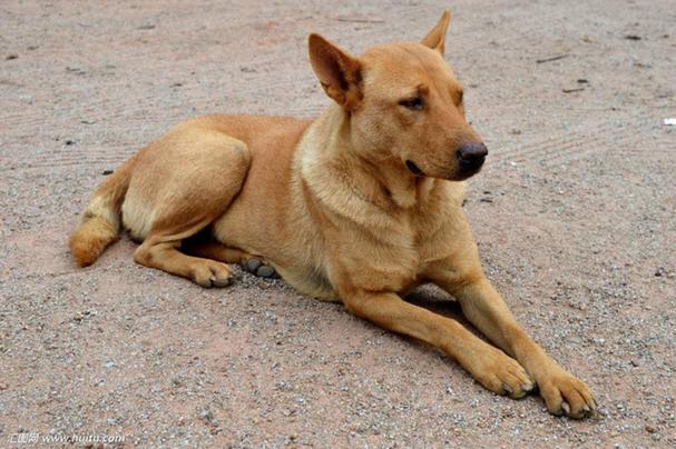 中华田园犬农村禁养犬吗？（中华田园狗禁养原因）