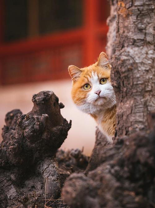 帕帕在故宫哪个位置？（妃子可以养猫吗）