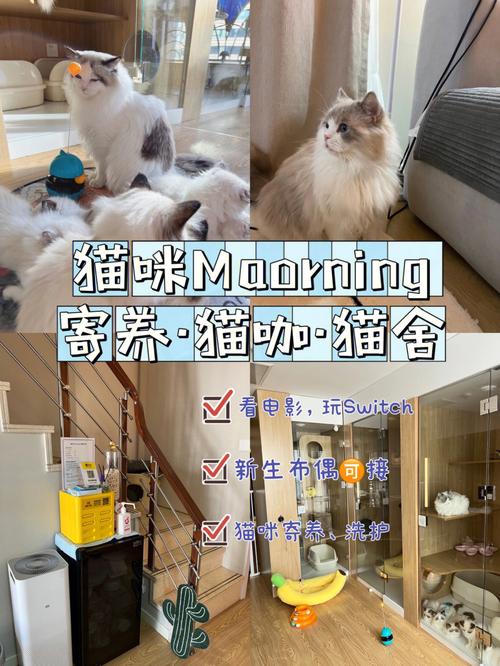 朋友猫咪寄养在我家如何快速适应？（怎么方便寄养猫）