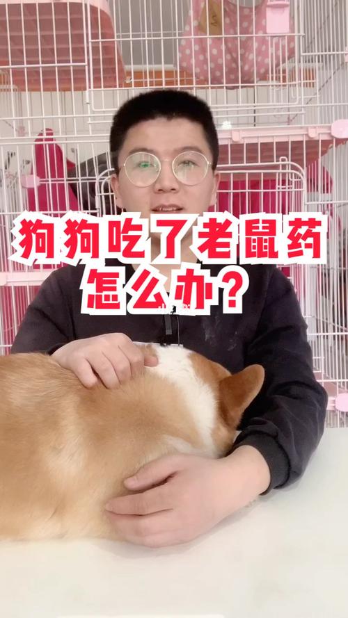 狗误吃了鼠药怎么办？（养狗误一生）