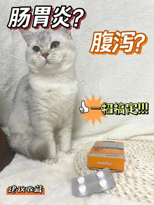 猫咪肠胃炎拉稀怎么办？老打针也不好？（肠胃炎养猫）