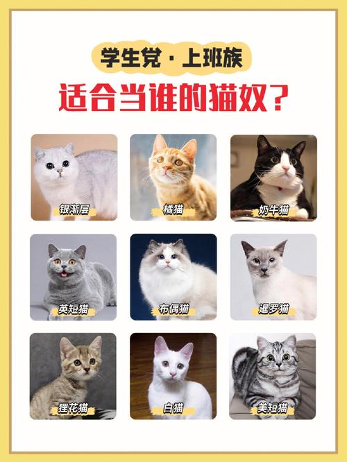 关于上班党养宠物猫的几个问题:正常的朝九晚六上班党租房住可以养猫吗?异地过年宠物猫怎么处理？（春节期间养猫视频）