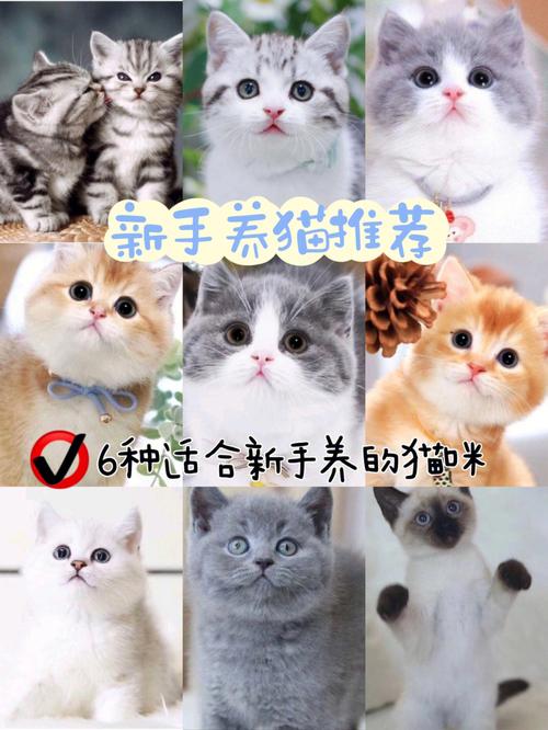 猫适合学生养吗？（学生养猫选择）