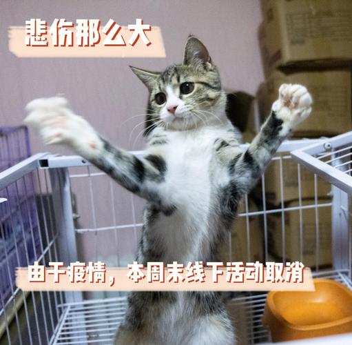 什么是解除收养？（领养猫后虐）