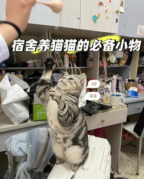 大学宿舍能养猫么？（公寓养猫注意什么）