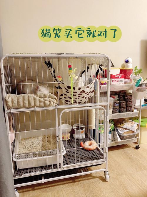 初次养猫必备物品？（养猫买什么家具）