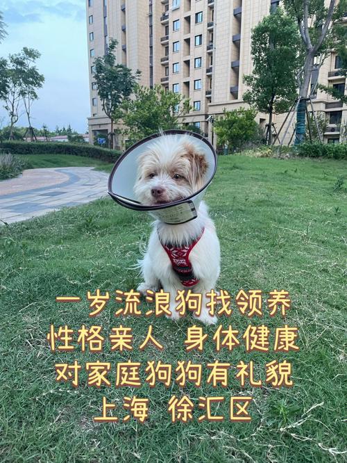 一户养多只犬怎么办上海？（一户养一狗）