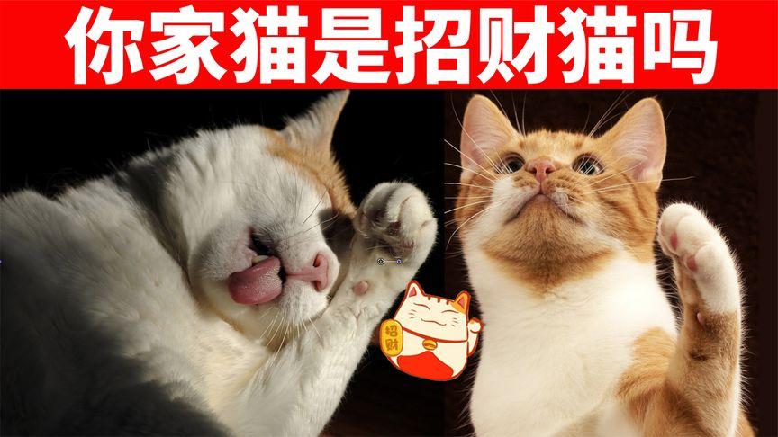 做生意的地方可以养猫吗？（养猫招财给我看）