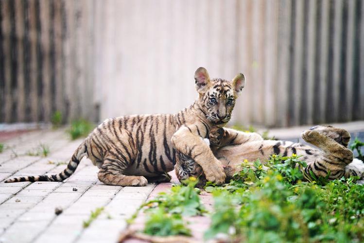 东北虎小猫的名字怎么取？（小新怎么养猫咪）