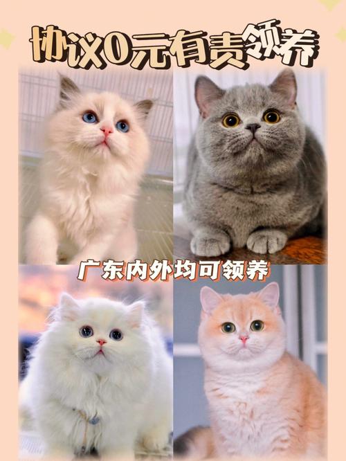 苏州哪里有好点的买猫的地方？（苏州养猫人数统计）